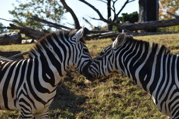 Casino Rockn Rolla Supporto